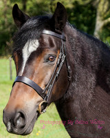 Horse Photography Clitheroe Lancashire