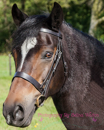 Horse Photography Clitheroe Lancashire