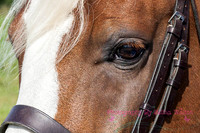 Horse Photography Clitheroe Lancashire