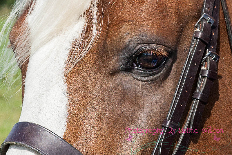 Horse Photography Clitheroe Lancashire