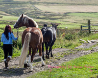 Horse Photography Clitheroe Lancashire