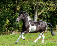 Horse Photography Clitheroe Lancashire
