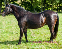 Horse Photography Clitheroe Lancashire