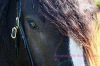 Horse Photography Clitheroe Lancashire