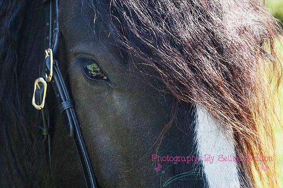 Horse Photography Clitheroe Lancashire