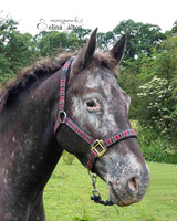 Horse Photography Clitheroe