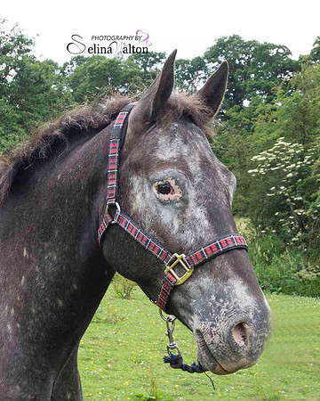 Horse Photography Clitheroe
