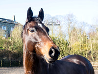 Equine Photography Clitheroe Lancashire