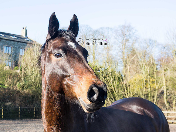 Equine Photography Clitheroe Lancashire