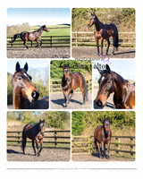 Equine Photography Whalley Lancashire