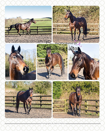Equine Photography Whalley Lancashire
